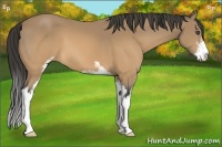 Horse Color:Buckskin Sabino Frame 