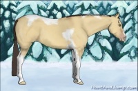 Horse Color:Amber Champagne Dun Tobiano Frame