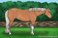 Horse Color:Silver Bay Tobiano