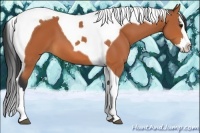 Horse Color:Bay Splash Tobiano