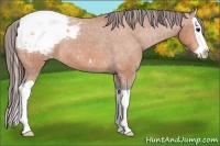 Horse Color:Bay Splash Appaloosa