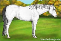 Horse Color:White Spotted Black
