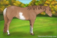 Horse Color:White Spotted Chestnut 