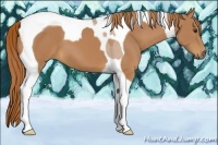 Horse Color:Chestnut Tobiano 