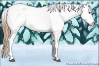 Horse Color:Chestnut Tobiano Appaloosa 