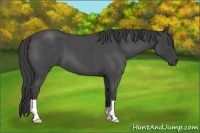 Horse Color:Smoky Blue Roan 
