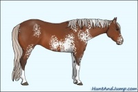Horse Color:White Spotted Silver Bay Tobiano