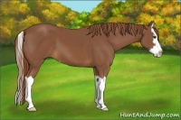 Horse Color:Chestnut Sabino Splash