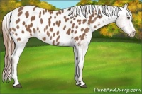 Horse Color:Chestnut Sabino Appaloosa