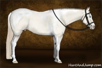 Horse Color:Perlino Roan Dun Splash Tobiano Rabicano 