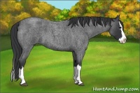 Horse Color:Blue Roan Splash