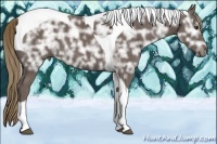 Horse Color:Liver Chestnut Ice Tobiano