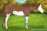 Horse Color:Chestnut Splash 