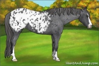 Horse Color:Black Sabino Appaloosa 