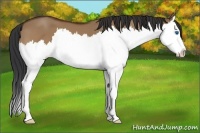Horse Color:Bay Dun Sabino Splash 
