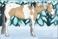 Horse Color:Bay Dun Splash Tobiano