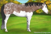 Horse Color:Bay Ice Sabino Splash Rabicano 