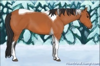 Horse Color:Bay Tobiano 