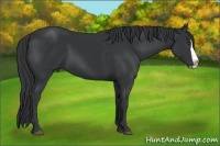 Horse Color:Black Splash 