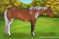 Horse Color:White Spotted Silver Bay 