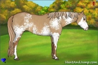 Horse Color:White Spotted Red Dun Sabino Splash Frame Rabicano