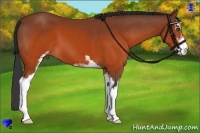 Horse Color:Brown Sabino 