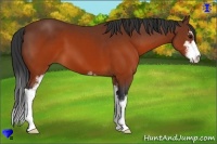 Horse Color:Brown Sabino