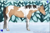 Horse Color:Amber Champagne Tobiano