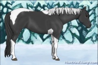 Horse Color:Smoky Black Tobiano 