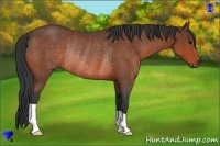 Horse Color:Bay Rabicano 