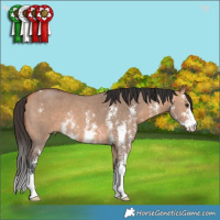 Horse Color:Bay Dun Sabino 