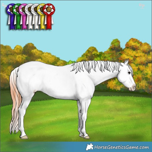 Horse Color:Bay Dun Appaloosa 