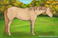 Horse Color:Gold Champagne 