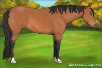 Horse Color:Unknown 