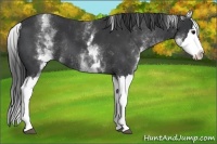 Horse Color:White Spotted Black Splash Rabicano 