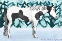 Horse Color:Black Splash Tobiano