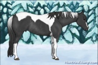 Horse Color:Smoky Black Sabino Tobiano Rabicano