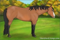Horse Color:Bay Splash 