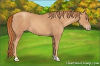 Horse Color:Gold Champagne