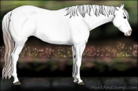 Horse Color:Smoky Black Sabino Splash Tobiano Appaloosa