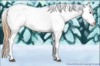 Horse Color:Black Pearl Splash Tobiano Appaloosa Rabicano 