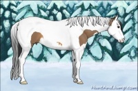 Horse Color:Buckskin Splash Tobiano 