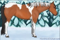 Horse Color:Bay Tobiano 