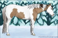 Horse Color:Classic Champagne Splash Tobiano 