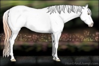 Horse Color:Classic Cream Champagne Splash Appaloosa Rabicano 