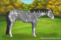 Horse Color:Black Ice Sabino