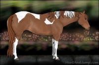 Horse Color:Chestnut Tobiano Rabicano 