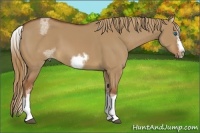 Horse Color:White Spotted Red Dun Splash Frame