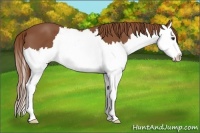 Horse Color:Chestnut Sabino Splash 