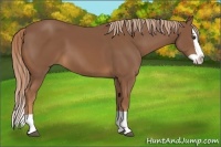 Horse Color:Chestnut Splash 